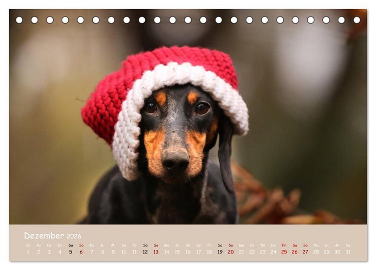Produktbild: Dackel - lustige Gesellen auf kurzen Beinchen (Tischkalender 2026 DIN A5 quer), CALVENDO Monatskalender