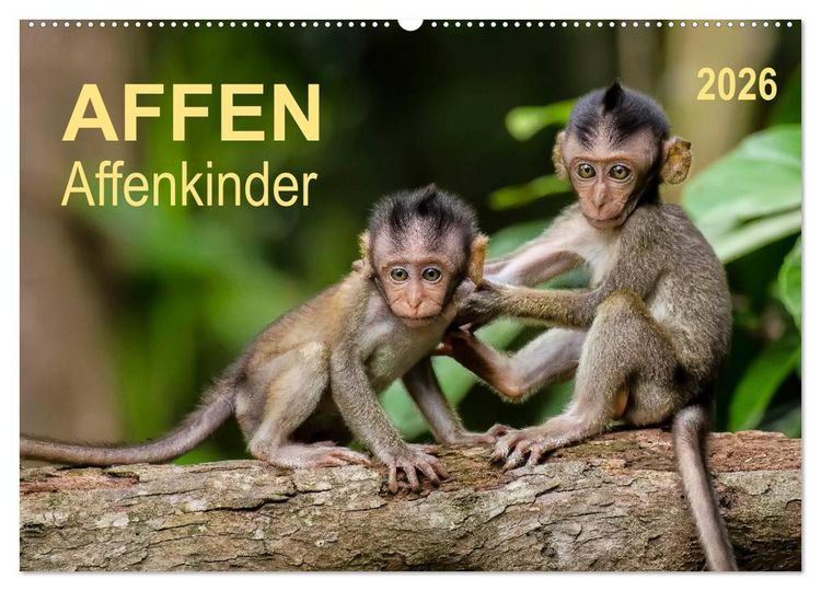 Produktbild: Affen - Affenkinder (Wandkalender 2026 DIN A2 quer), CALVENDO Monatskalender