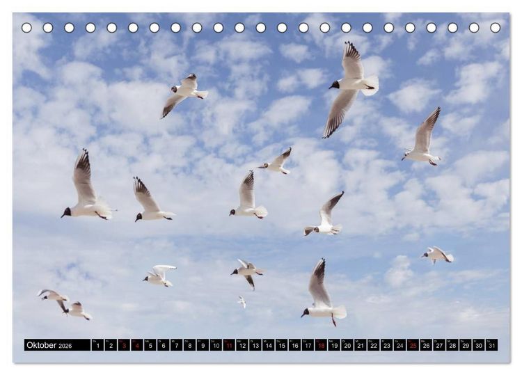Produktbild: Ostsee - Tr&auml;ume vom Meer (Tischkalender 2026 DIN A5 quer), CALVENDO Monatskalender