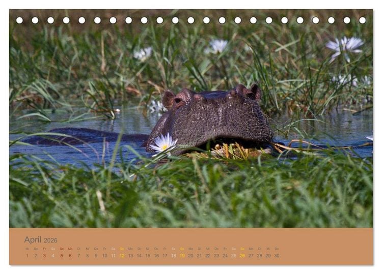 Produktbild: Afrika Impressionen. NAMIBIA - S&Uuml;DAFRIKA - BOTSWANA (Tischkalender 2026 DIN A5 quer), CALVENDO Monatskalender