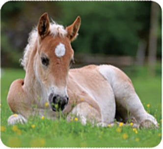 Produktbild: Kleine Diashow Tierbabys