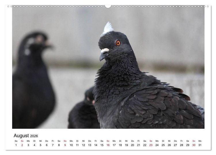 Produktbild: Geliebte Tauben (Wandkalender 2026 DIN A2 quer), CALVENDO Monatskalender