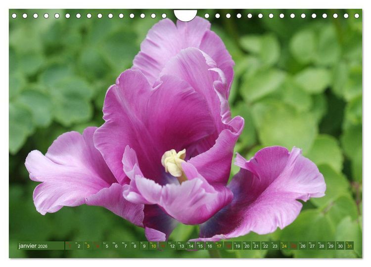 Produktbild: La beaut&eacute; des fleurs (Calendrier mural 2026 DIN A4 vertical), CALVENDO calendrier mensuel