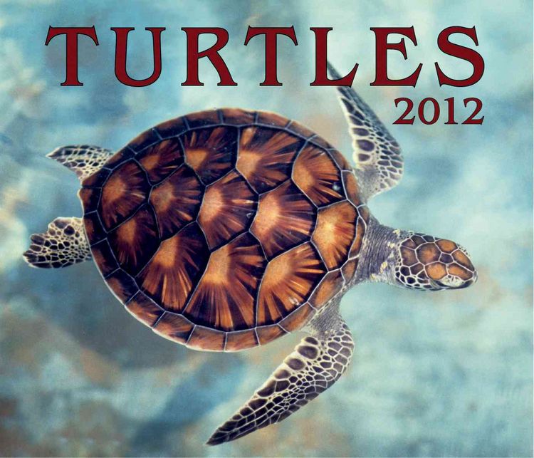 Produktbild: Turtles