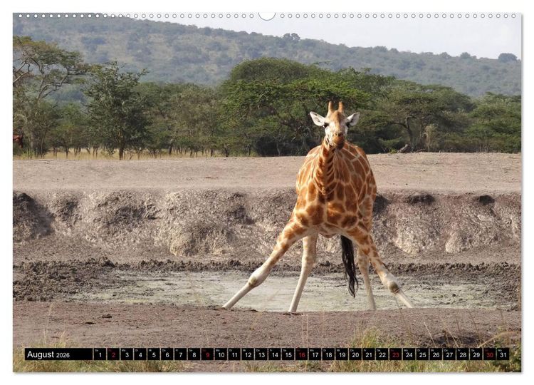 Produktbild: Afrikas Perle Uganda (Wandkalender 2026 DIN A2 quer), CALVENDO Monatskalender