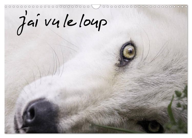 Produktbild: J'ai vu le loup (Calendrier mural 2026 DIN A3 vertical), CALVENDO calendrier mensuel