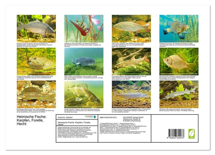 Produktbild: Heimische Fische: Karpfen, Forelle, Hecht (Wandkalender 2026 DIN A3 quer), CALVENDO Monatskalender