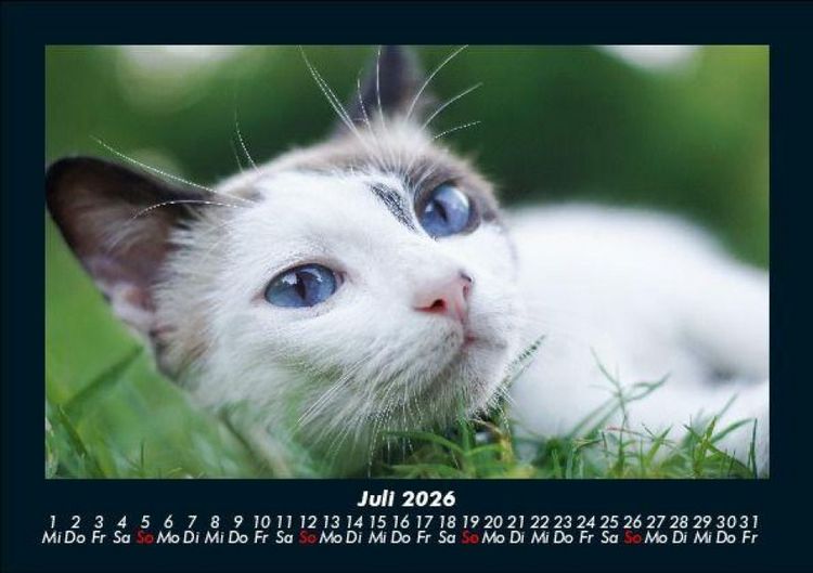 Produktbild: F&uuml;r Katzenfreunde 2026 Fotokalender DIN A5