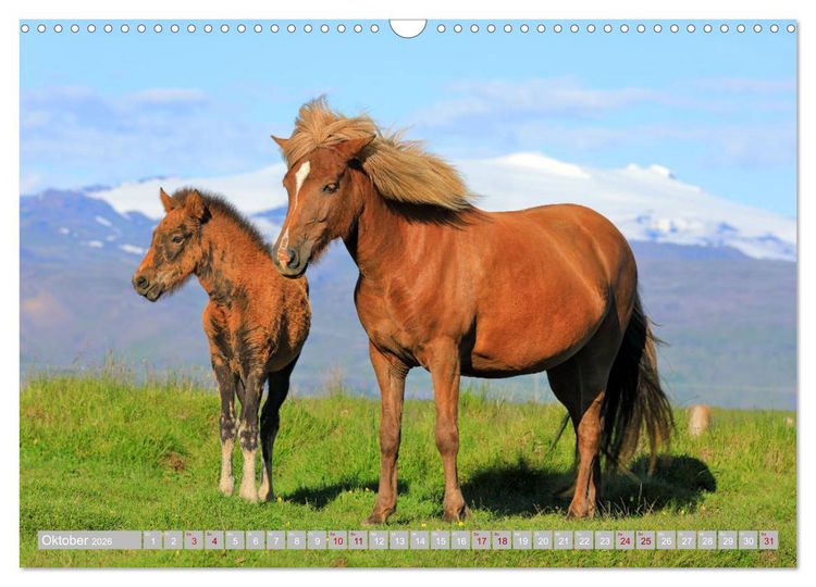 Produktbild: Islandpferde - Die tierischen Stars der Insel (Wandkalender 2026 DIN A3 quer), CALVENDO Monatskalender