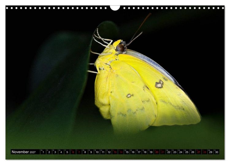 Produktbild: Fliegende Wunderwesen. Schmetterlinge weltweit, ganz nah (Wandkalender 2027 DIN A3 quer), CALVENDO Monatskalender