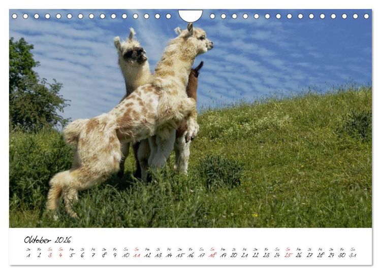 Produktbild: DIE LAMAS VON DER LAHN (Wandkalender 2026 DIN A4 quer), CALVENDO Monatskalender
