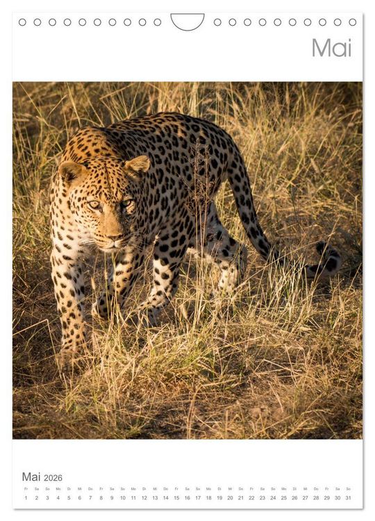 Produktbild: BIG CATS - Namibias Raubkatzen (Wandkalender 2026 DIN A4 hoch), CALVENDO Monatskalender