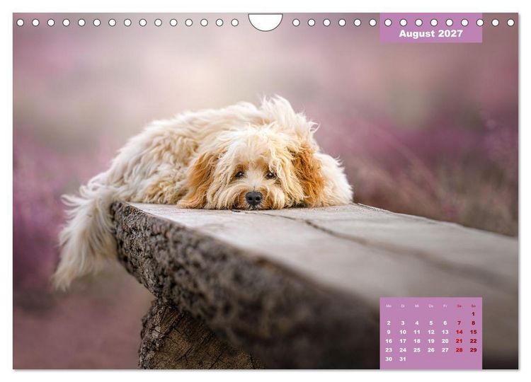 Produktbild: Rocket der Havaneser (Wandkalender 2027 DIN A4 quer), CALVENDO Monatskalender
