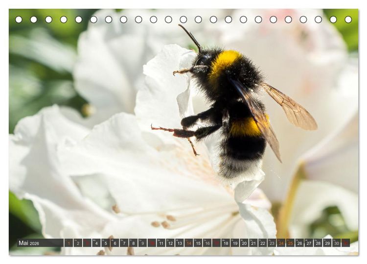Produktbild: Sehe die Bienen (Tischkalender 2026 DIN A5 quer), CALVENDO Monatskalender
