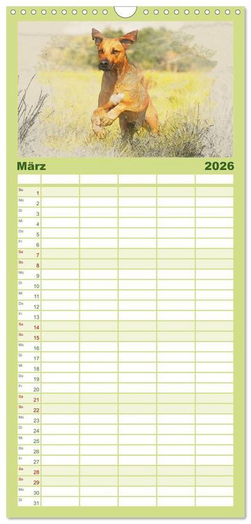 Produktbild: Familienplaner 2026 - Rhodesian Ridgeback 2026 mit 5 Spalten (Wandkalender, 21 x 45 cm) CALVENDO