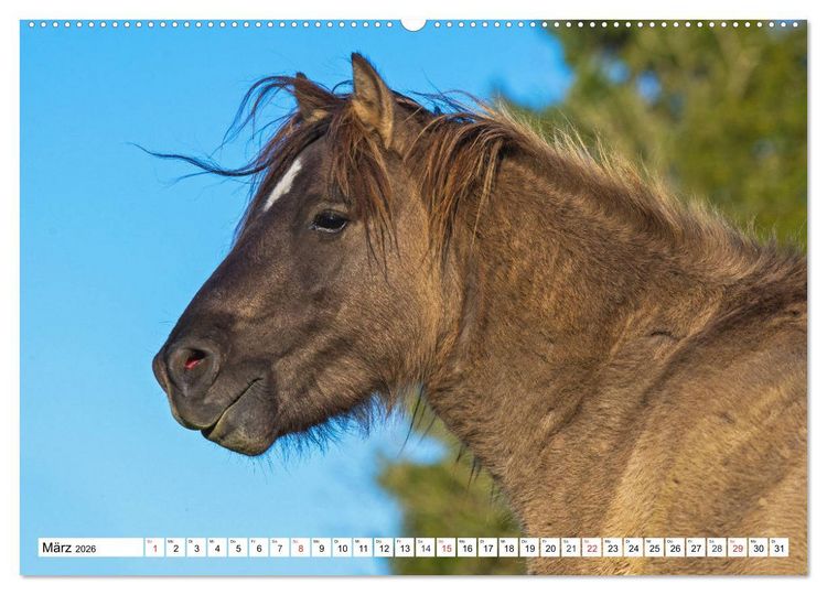 Produktbild: Konik - Frei geboren (hochwertiger Premium Wandkalender 2026 DIN A2 quer), Kunstdruck in Hochglanz
