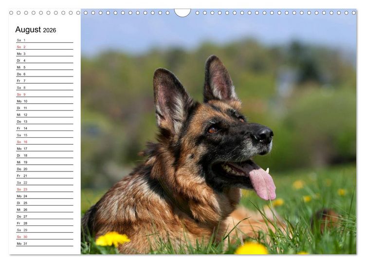 Produktbild: Deutsche Sch&auml;ferhunde - Liebenswerte Graunasen (Wandkalender 2026 DIN A3 quer), CALVENDO Monatskalender