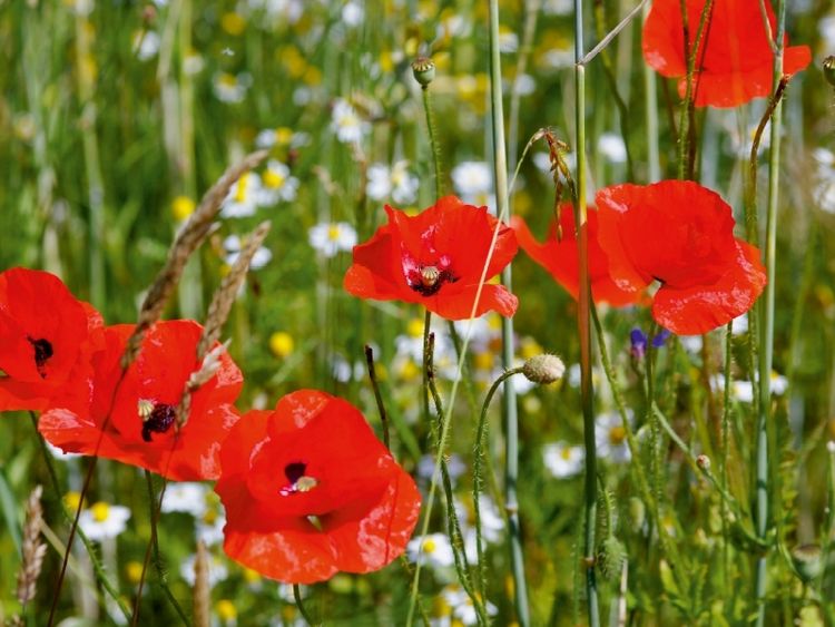 Produktbild: CALVENDO Puzzle Mohnblumen am Feldrand | 1000 Teile Lege-Gr&ouml;&szlig;e 64x48cm Foto-Puzzle f&uuml;r gl&uuml;ckliche Stunden