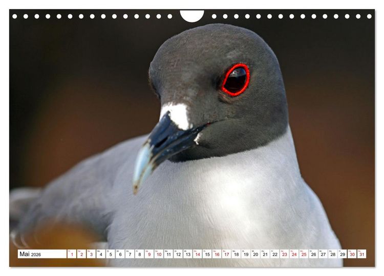 Produktbild: Gal&aacute;pagos - Die verwunschenen Inseln (Wandkalender 2026 DIN A4 quer), CALVENDO Monatskalender