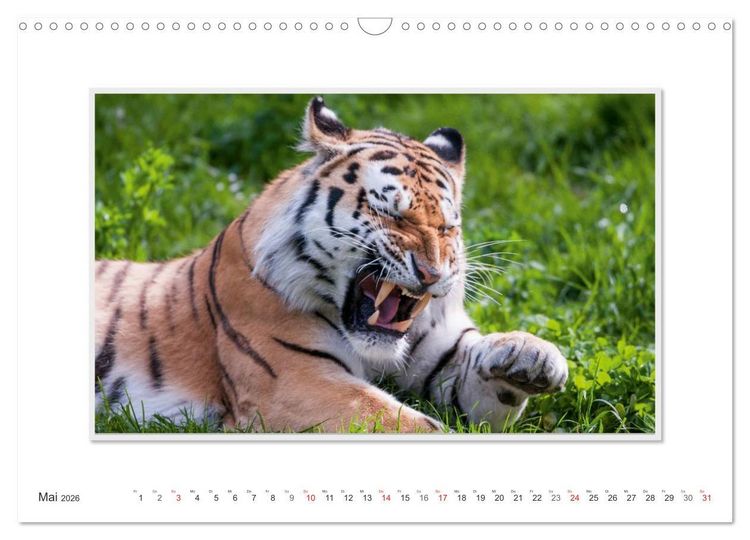 Produktbild: Emotionale Momente: Tiger - Kraft & Sch&ouml;nheit. / CH-Version (Wandkalender 2026 DIN A3 quer), CALVENDO Monatskalender