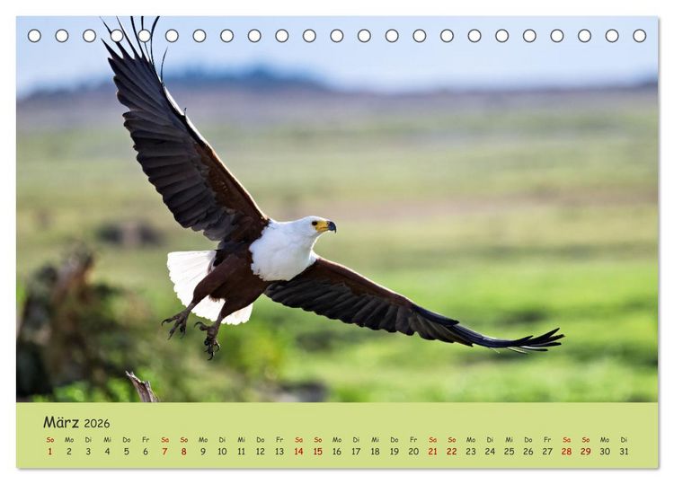 Produktbild: Gefiederte Sch&ouml;nheiten Ostafrikas (Tischkalender 2026 DIN A5 quer), CALVENDO Monatskalender