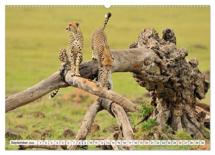 Produktbild: Faszinaton Afrika: Geparde (hochwertiger Premium Wandkalender 2026 DIN A2 quer), Kunstdruck in Hochglanz