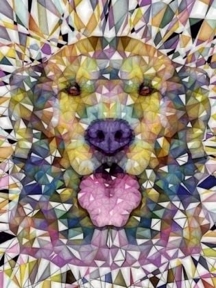 Produktbild: CALVENDO Puzzle Regenbogen Hund | 1000 Teile Lege-Gr&ouml;&szlig;e 64x48cm Foto-Puzzle f&uuml;r gl&uuml;ckliche Stunden