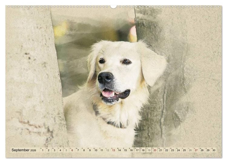 Produktbild: Golden Retriever 2026 (hochwertiger Premium Wandkalender 2026 DIN A2 quer), Kunstdruck in Hochglanz