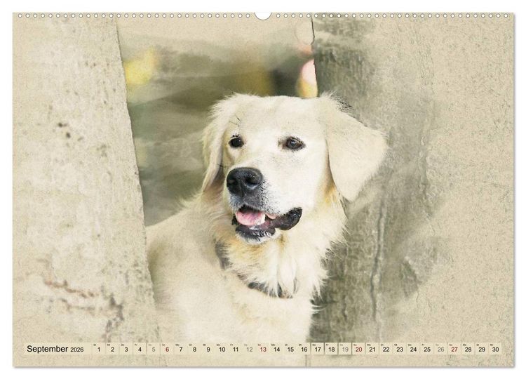 Produktbild: Golden Retriever 2026 (Wandkalender 2026 DIN A2 quer), CALVENDO Monatskalender