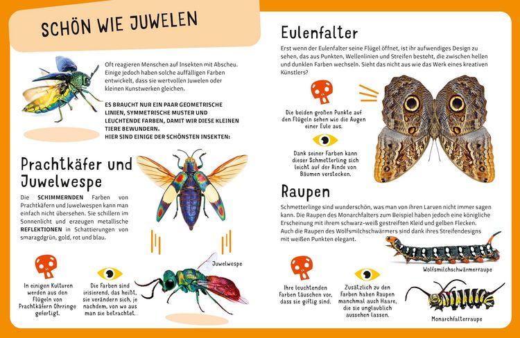 Produktbild: Top Ten die seltsamsten Insekten