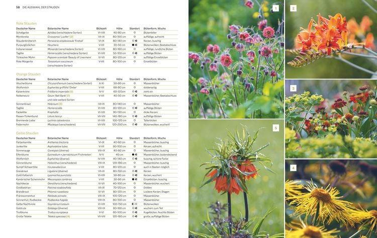 Produktbild: Immerbl&uuml;hende Beete