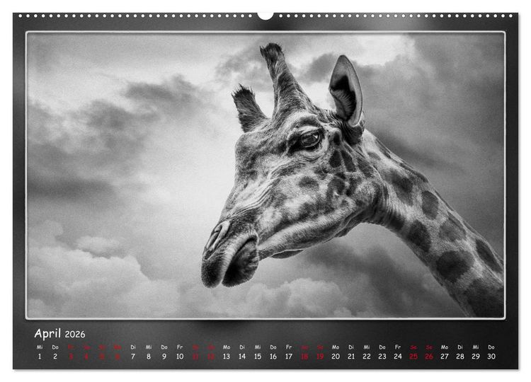 Produktbild: Tieren ins Gesicht geschaut (hochwertiger Premium Wandkalender 2026 DIN A2 quer), Kunstdruck in Hochglanz