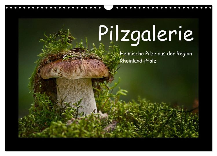 Produktbild: Pilzgalerie - Heimische Pilze aus der Region Rheinland-Pfalz (Wandkalender 2026 DIN A3 quer), CALVENDO Monatskalender
