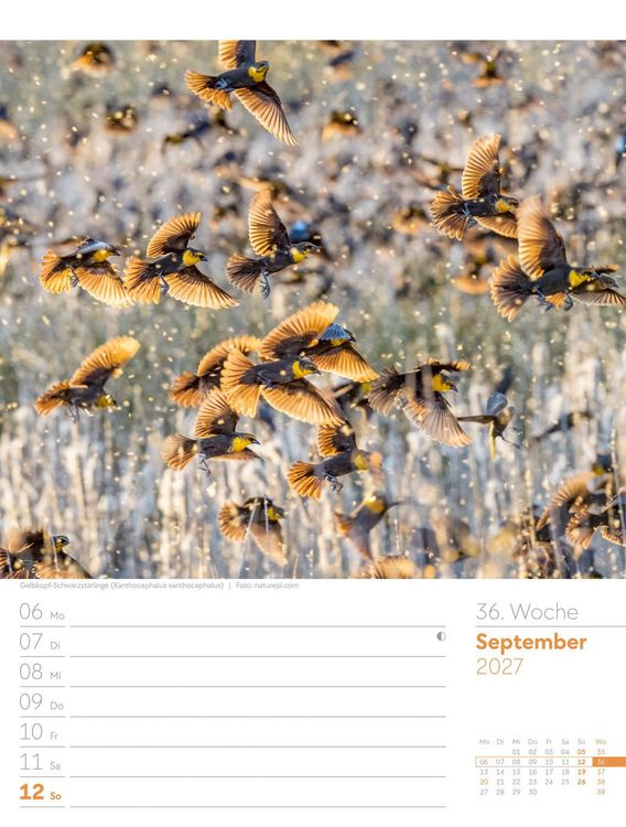 Produktbild: V&ouml;gel Wochenplaner Kalender 2027