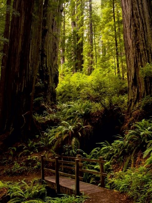 Produktbild: CALVENDO Puzzle Redwood National and States Park | 1000 Teile Lege-Gr&ouml;&szlig;e 64x48cm Foto-Puzzle f&uuml;r gl&uuml;ckliche Stunden