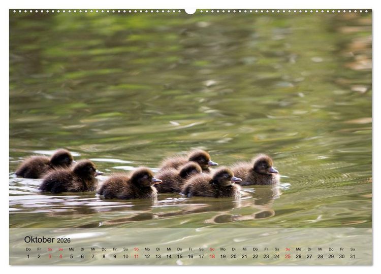 Produktbild: G&auml;nse und Enten. Schnattern, watscheln, quaken! (Wandkalender 2026 DIN A2 quer), CALVENDO Monatskalender