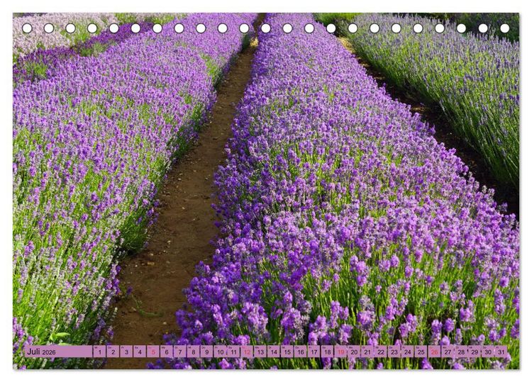 Produktbild: Farbzauber Lavendel (Tischkalender 2026 DIN A5 quer), CALVENDO Monatskalender