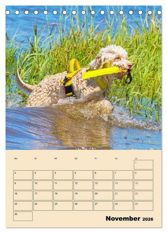 Produktbild: Jahresplaner Lagotto Romagnolo (Tischkalender 2026 DIN A5 hoch), CALVENDO Monatskalender