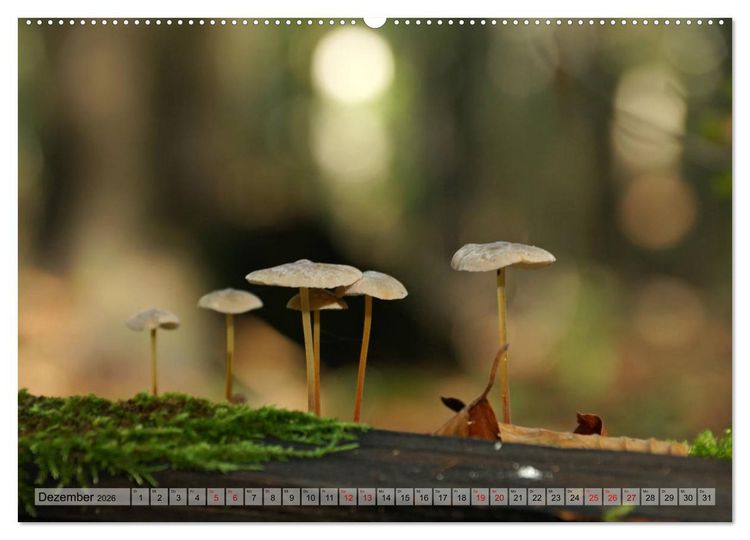 Produktbild: Der Hainich in Th&uuml;ringen - Weltnaturerbe (hochwertiger Premium Wandkalender 2026 DIN A2 quer), Kunstdruck in Hochglanz