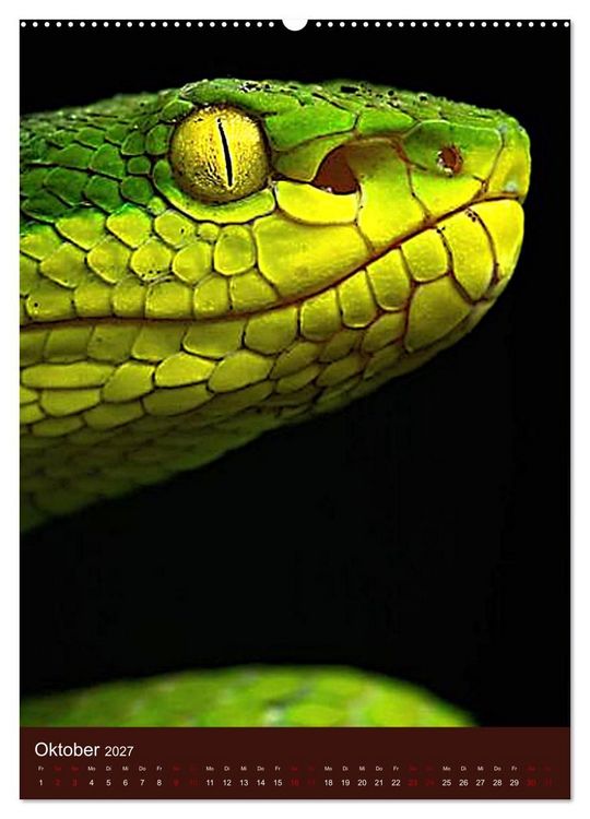 Produktbild: The Power Of Snake (Wandkalender 2027 DIN A2 hoch), CALVENDO Monatskalender