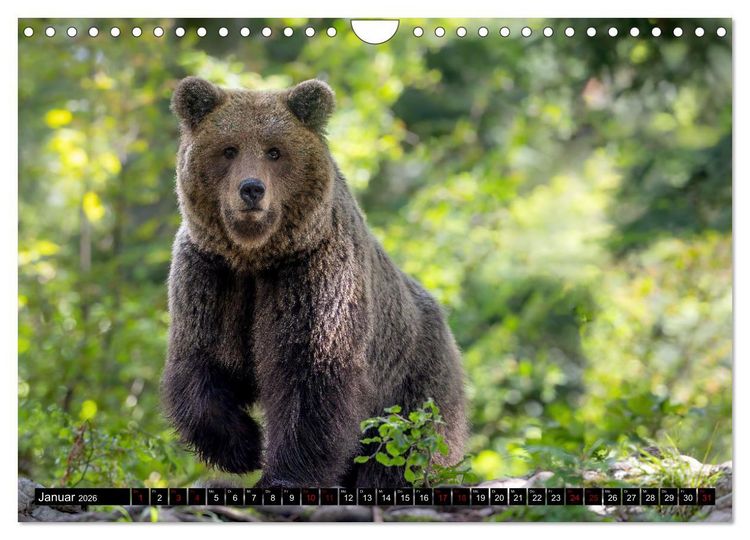 Produktbild: Lautlos in den W&auml;ldern Sloweniens (Wandkalender 2026 DIN A4 quer), CALVENDO Monatskalender