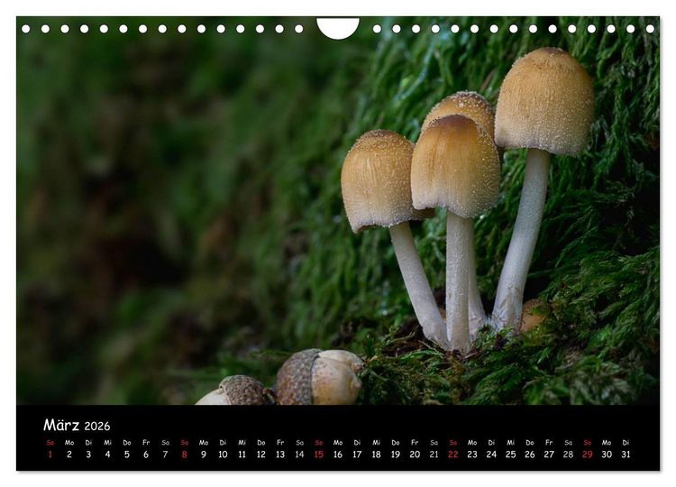 Produktbild: Pilzgalerie (Wandkalender 2026 DIN A4 quer), CALVENDO Monatskalender