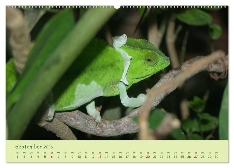 Produktbild: Augenblicke der Cham&auml;leons (hochwertiger Premium Wandkalender 2026 DIN A2 quer), Kunstdruck in Hochglanz