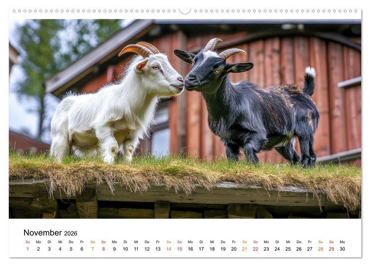Produktbild: Ziegen - Bocksprung durch das Jahr (Wandkalender 2026 DIN A2 quer), CALVENDO Monatskalender