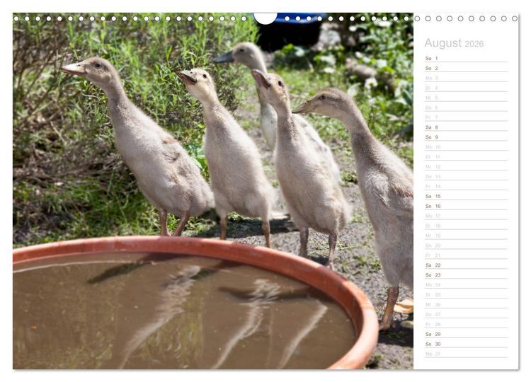 Produktbild: Laufenten - tierisch liebenswerte Zeitgenossen (Wandkalender 2026 DIN A3 quer), CALVENDO Monatskalender