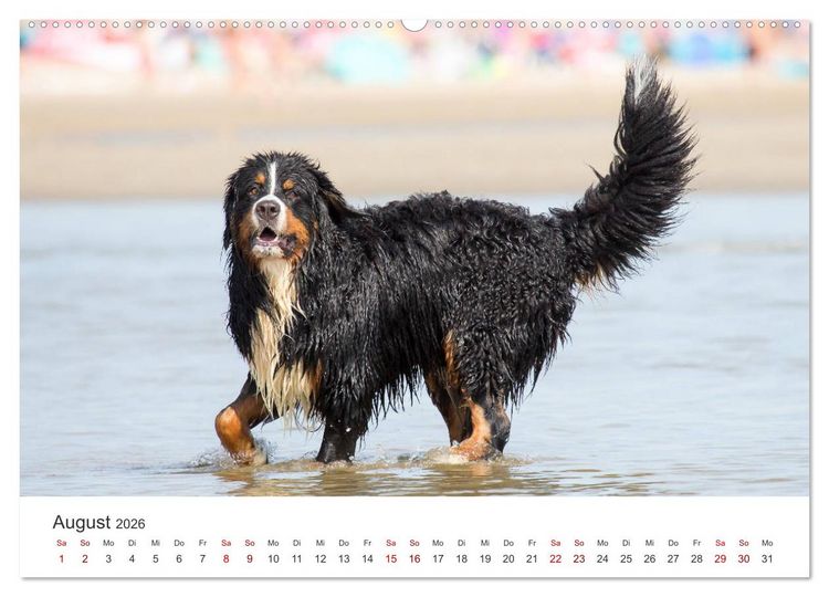 Produktbild: Freunde auf vier Pfoten am Strand (Wandkalender 2026 DIN A2 quer), CALVENDO Monatskalender