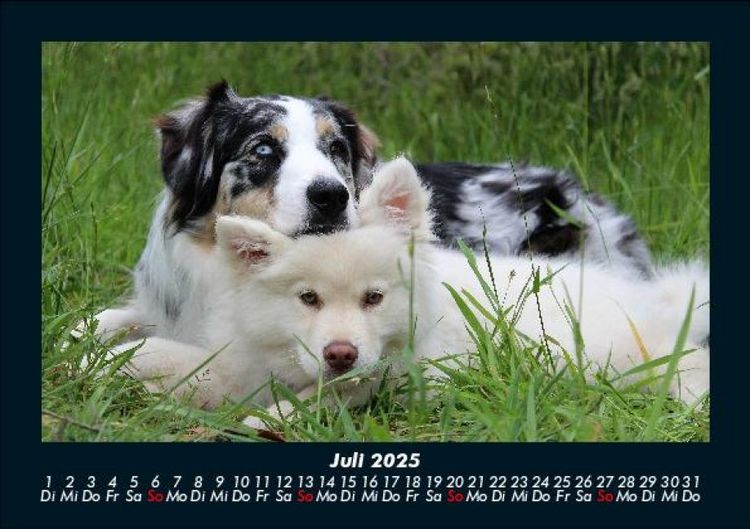 Produktbild: Hunde 2025 Fotokalender DIN A5
