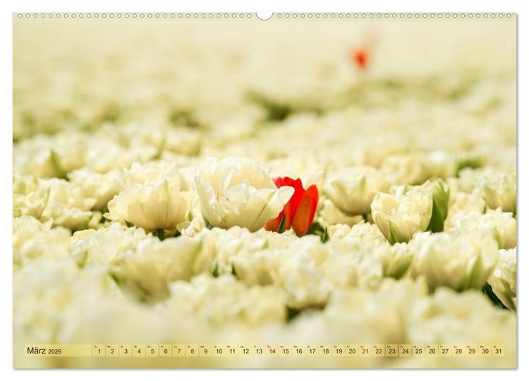 Produktbild: Tulpen - Hollands Stolz (Wandkalender 2026 DIN A2 quer), CALVENDO Monatskalender