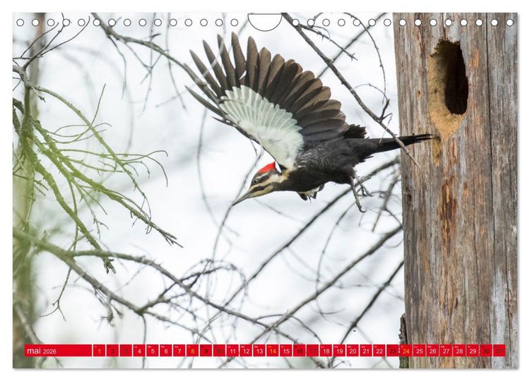 Produktbild: LA FOR&Ecirc;T DES PICS (Calendrier mural 2026 DIN A4 vertical), CALVENDO calendrier mensuel