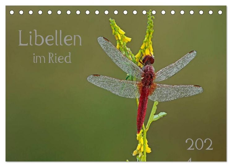 Produktbild: Libellen im Ried (Tischkalender 2026 DIN A5 quer), CALVENDO Monatskalender
